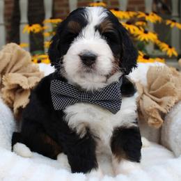 Leo - Tri-color male Bernedoodle puppy in Perrysville, Ohio from Pleasant Valley Bernedoodles