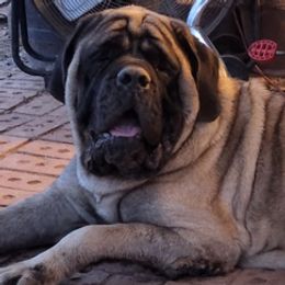 Mastiffs from Buck Lane Mastiffs