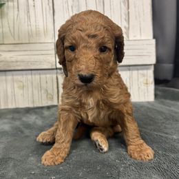 Stormy's White Collar Girl - Apricot female Goldendoodle puppy in Alvin, Texas from JP Southern Doodles