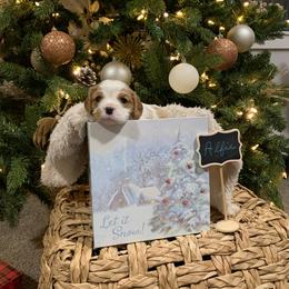 Alfie - Blenheim male Cavalier King Charles Spaniel puppy in Hixson, Tennessee from Erickson Cavaliers