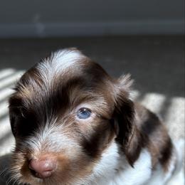 Monty - Piebald male Dachshund puppy in Lawrenceville, Georgia from Chivi Paws