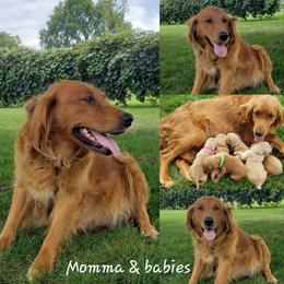 Missie - Golden Retriever