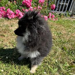Spumoni - Black and tan parti male Pomeranian puppy in Scio, Oregon from Mac Daddy Poms