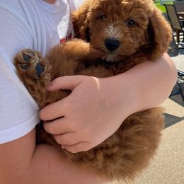 Aussiedoodle and Goldendoodle Puppies from Illinois Countryside Doodles