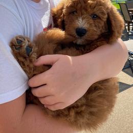 Aussiedoodle and Goldendoodle Puppies from Illinois Countryside Doodles