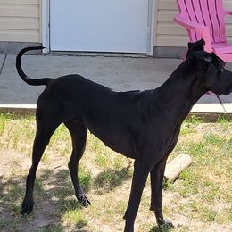 Scarlett - Great Dane