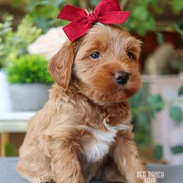 Daisy - Apricot female Goldendoodle puppy in Salado, Texas from Red Ranch Dogs