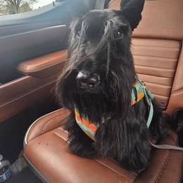 Jacob's - Scottish Terrier