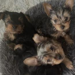 Yorkshire Terriers from Diddly Dog Company