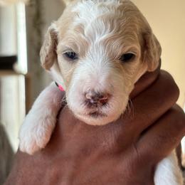 Mia - Parti female Poodle puppy in Randallstown, Maryland from Parson Standards