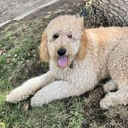 Goldendoodles from Empire Doodles