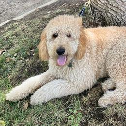 Goldendoodles from Empire Doodles