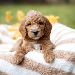 Archie - Red  male Goldendoodle puppy in Spokane, Washington from Puppy Love