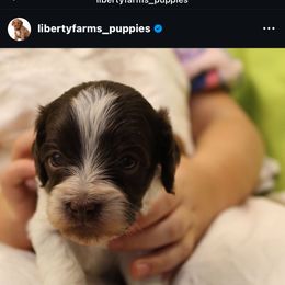 Chocolate chip - Brown male Cavapoo puppy in Eagle Mountain, Utah from Liberty Farms Puppies
