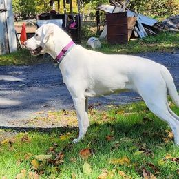 Sophie - Labrador Retriever