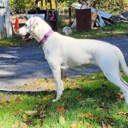 Sophie - Labrador Retriever