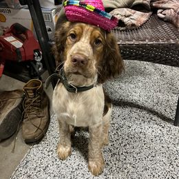 English Springer Spaniel Puppies from Sweet Southern Spaniels