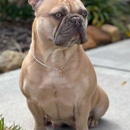 French Bulldogs from French Vanilla Frenchie Gang