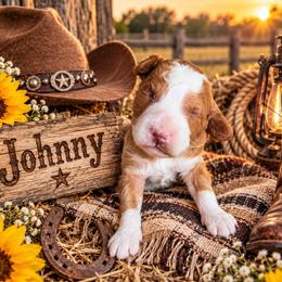 Johnny - Red  male Goldendoodle puppy in Ozark, Missouri from Halo Doodles