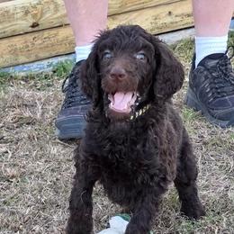 Orange- Grinch - Brown male Poodle puppy in Copperas Cove, Texas from Poodles of Valor