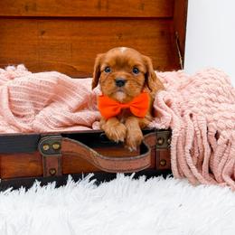 Carson - Ruby male Cavalier King Charles Spaniel puppy in North Carolina from NC Doodle Puppies