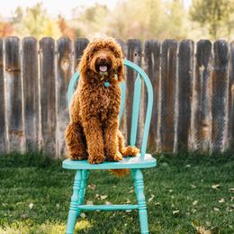 Goldendoodle Puppies from 307 Doodles