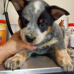 Full masked  Blue - Blue mottled female Australian Cattle Dog puppy in Lenoir, North Carolina from Blue Coyote Ranch