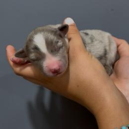Baxter - Blue merle male Miniature Australian Shepherd puppy in North Lakeport, California from Wild Rose Ranch