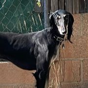 Jadoo - Saluki