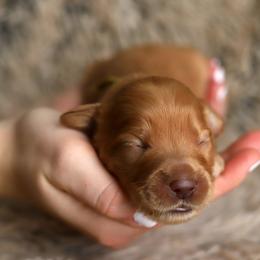 Yellow - Caramel male Australian Labradoodle puppy in Williamstown, New York from Lewis Manor Labradoodles