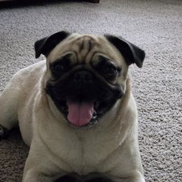 Blanche - Pug