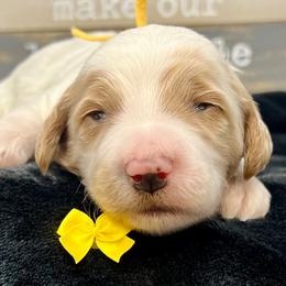 Yellow Male - Parti male Goldendoodle puppy in Great Falls, Montana from Montana Goldendoodles