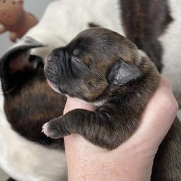 Staffordshire Bull Terrier Puppies from Neverland Staffords