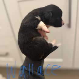 Wallace - Brindle and white Cardigan Welsh Corgi puppy in Washington from Corgi Tails
