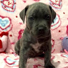 Spanky-yellow - Brindle male Companion Cross puppy in Calimesa, California from Teakwoodpoodleofsocal