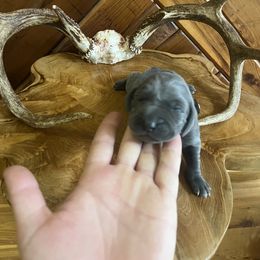 Ms.Pink - Blue female Weimaraner puppy in Appling, Georgia from Georgia Line Weimaraners