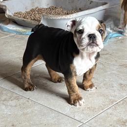 Juno - Red brindle and white female Bulldog puppy in Harrisburg, Pennsylvania from KnockDown Bulldogs