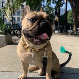 Nino - French Bulldog