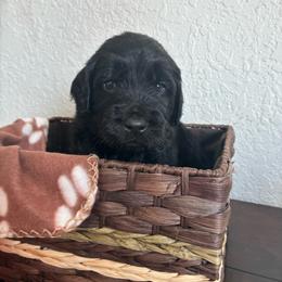 Joker - Black male Goldendoodle puppy in Calhan, Colorado from Snowy Goldens LLC