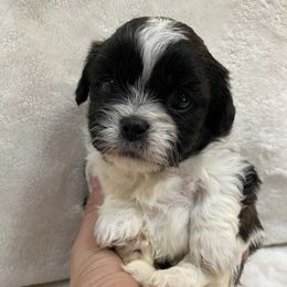 Assorted Doodle Crosses and Pekingese Puppies from Wild Flower Pekingese