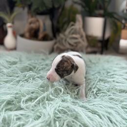 Halo - White and fawn brindle female Whippet puppy in Fort Myers, Florida from Rainbow Whippets