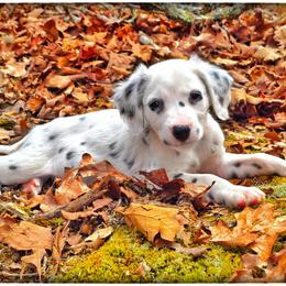 Valor (Longcoat) - White and black male Dalmatian puppy in Salem, Missouri from Paradise Spots Dalmatians