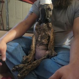 Great Dane Puppies from The Greater Dane Kennel