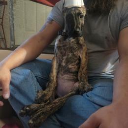 Great Dane Puppies from The Greater Dane Kennel