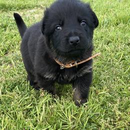 Boy 2 - Bi-color German Shepherd puppy in Stratford, Oklahoma from Vom Curtis Haus Kennels