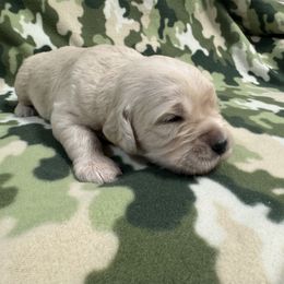 Golden Retriever Puppies from R & K Golden Acres LLC