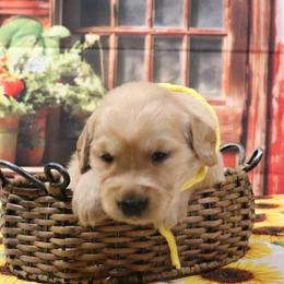 Yellow boy - Golden male Golden Retriever puppy in Great Falls, Montana from VS Golden Fields