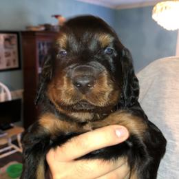 Boy 4 - Gordon Setter puppy in North Carolina from Hopper Grass Gordon Setters