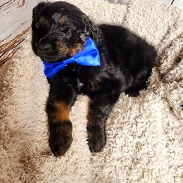 Bernedoodle Puppies from Adorable Dixie Doodles