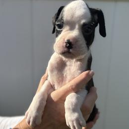 Oogie - Fawn male Boxer puppy in Ocala, Florida from Bowers Boxers